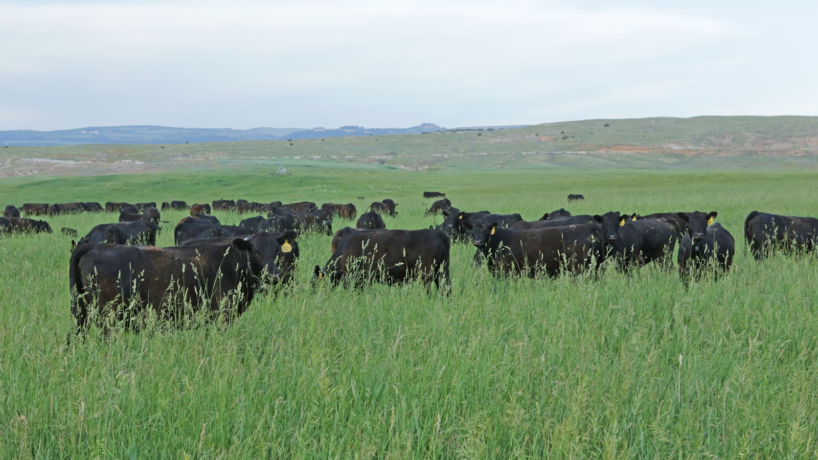 Regenerative rotational grazing on green pasture at Carter Ranch, Wyoming