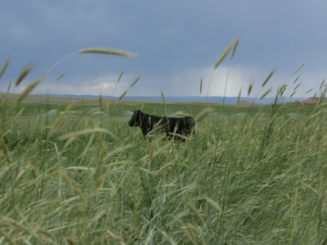 Grass-fed cow grazing chest-deep in green pasture at Carter Ranch in Wyoming's Big Horn Mountains