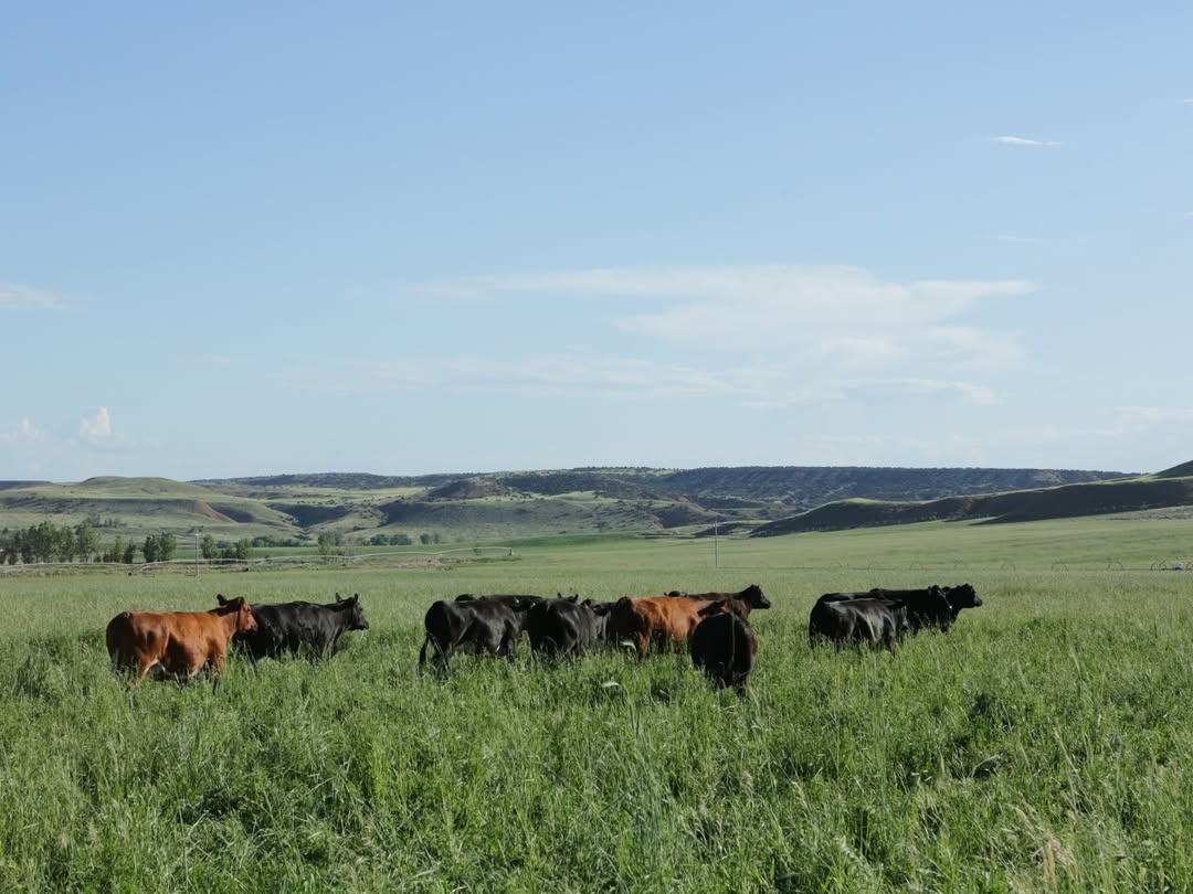 Where Carter Country Meats Began: One Ranch, and the Data That Made the Case