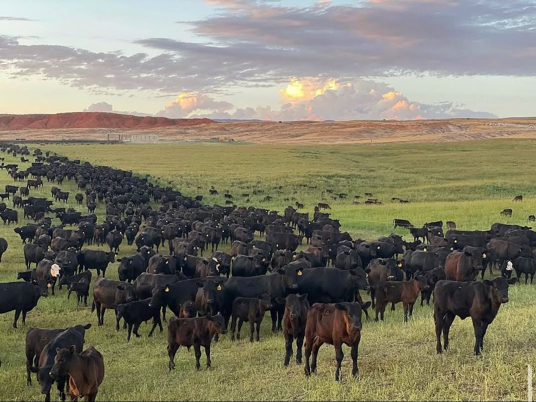 New Research Reveals Why 'Regenerative' Labels Alone Don't Sell Beef