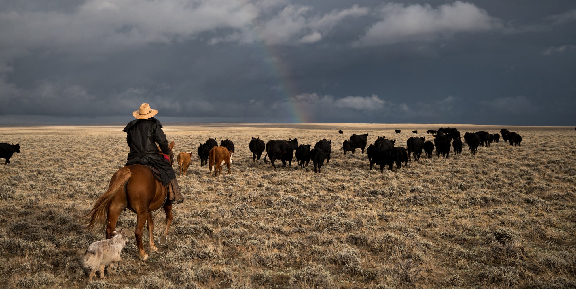 horseback rider moving cattle in open range with overcast sky in background