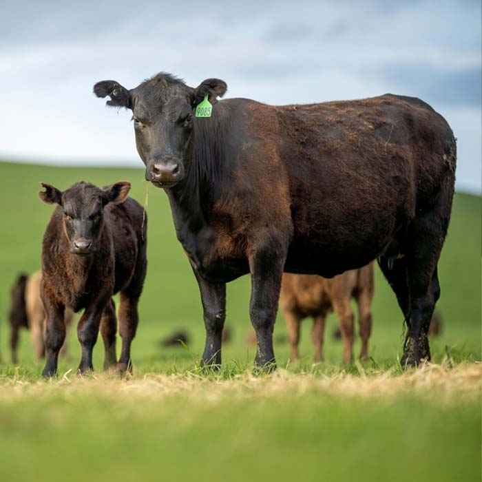 Carter Country Meats | NO MRNA VACCINE | Ranked #1 Nutrient-Dense Beef